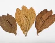 Sorting and classification of Dominican tobacco leaves before fermentation