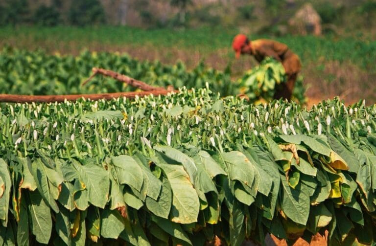 Premium tobacco fields in the Cibao Valley, main Dominican tobacco producing region