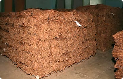 Pilón of tobacco leaves during cigar tobacco fermentation process in Dominican Republic