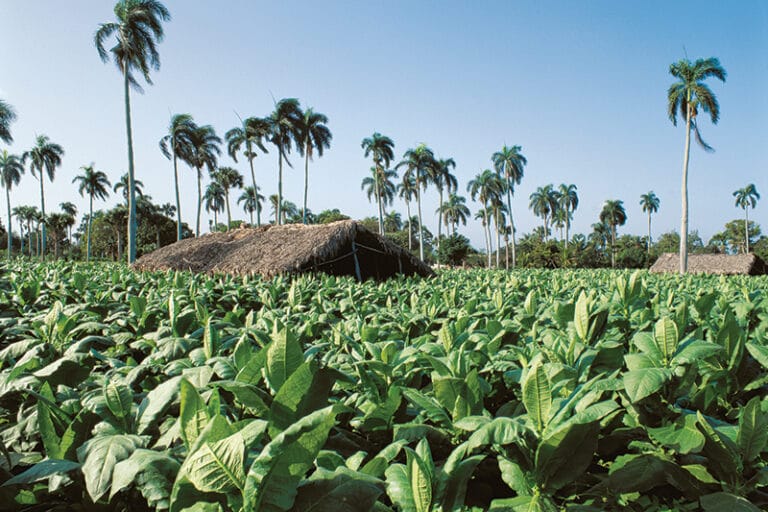 Handmade Dominican cigars rolled at a factory in Santiago, Dominican Republic